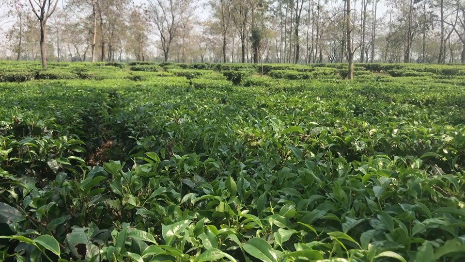 चिया बगान  संग स्थानीय सरकारको गुनासो