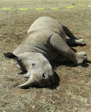 चितवन राष्ट्रिय निकुञ्जमा एक वर्षभित्र ३६ गैँडा मरे