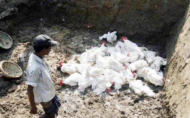 तारकेश्वरमा बर्डफ्लू भेटिएपछि सतर्क रहन विभागको आग्रह