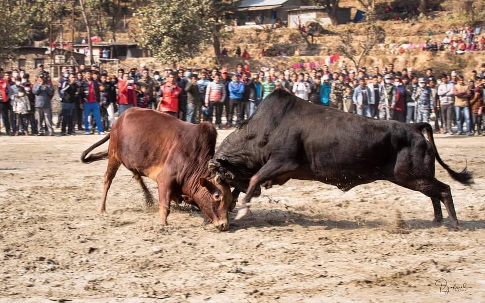 एतिहासिक स्थल बेत्रावती बजारमा गोरु जुधाई महोत्सव हुँदै