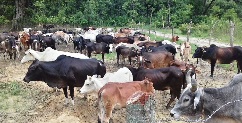 बाँकेमा पशु सुत्केरी भत्ता वितरणले किसान खुसी