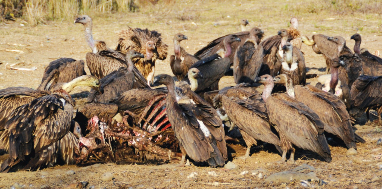 तनहुँमा करेन्ट लागेर गिद्ध मर्न थाले