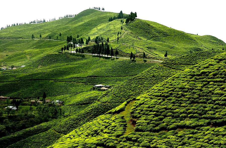 इलाममा चियाबारी मासेर खनिएको सडक बन्द गरियो