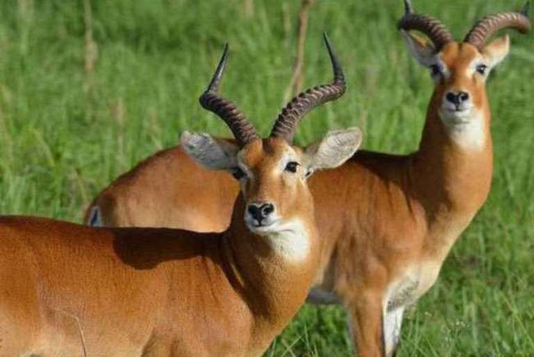 ढोरपाटनमा हिउँले कठ्याङ्ग्रिएर मर्न थाले मृग