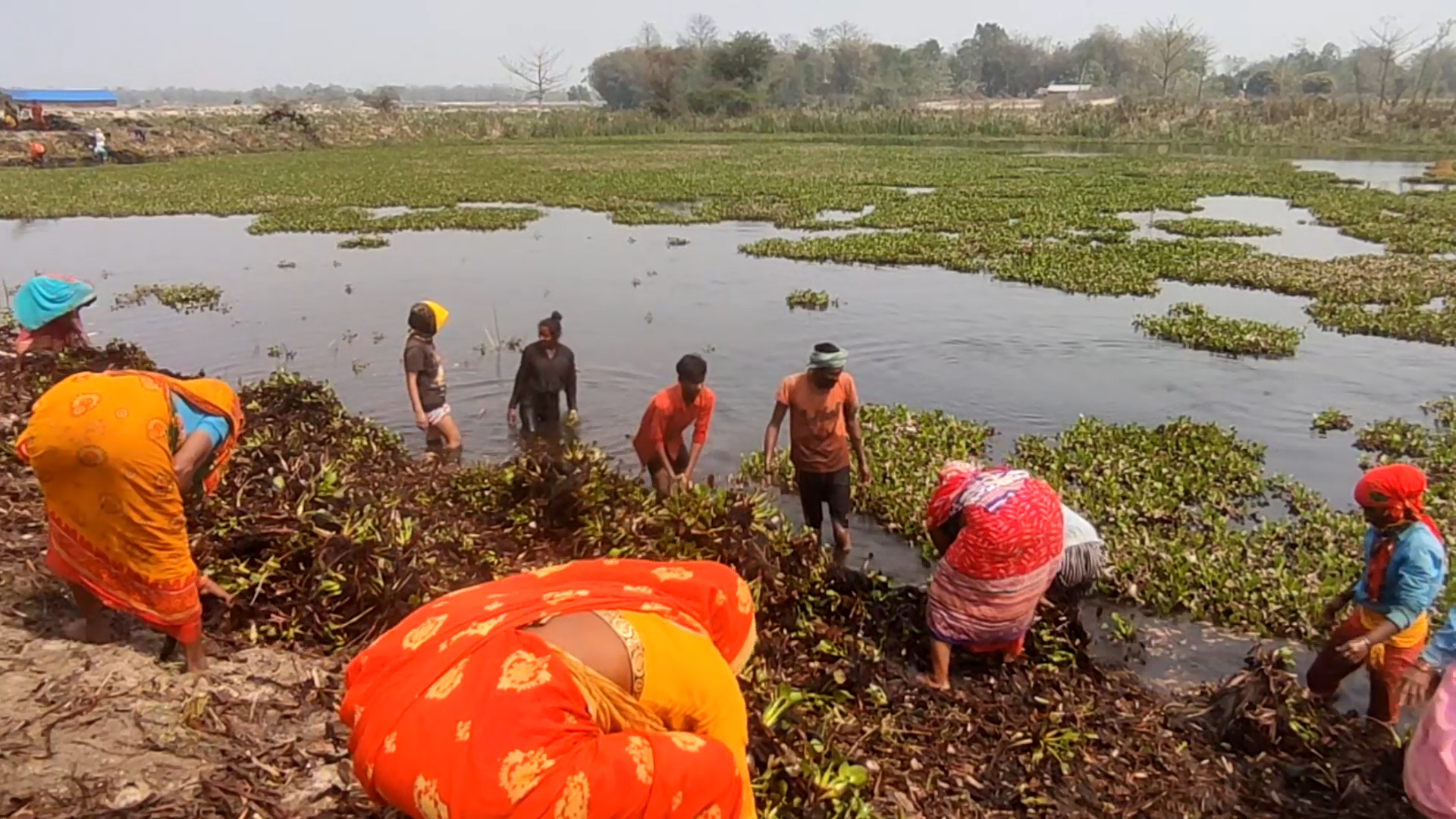सिमसार जोगाउन कोशी टप्पु क्षेत्रको ४५ हेक्टर क्षेत्र हराभरा पारिँदै