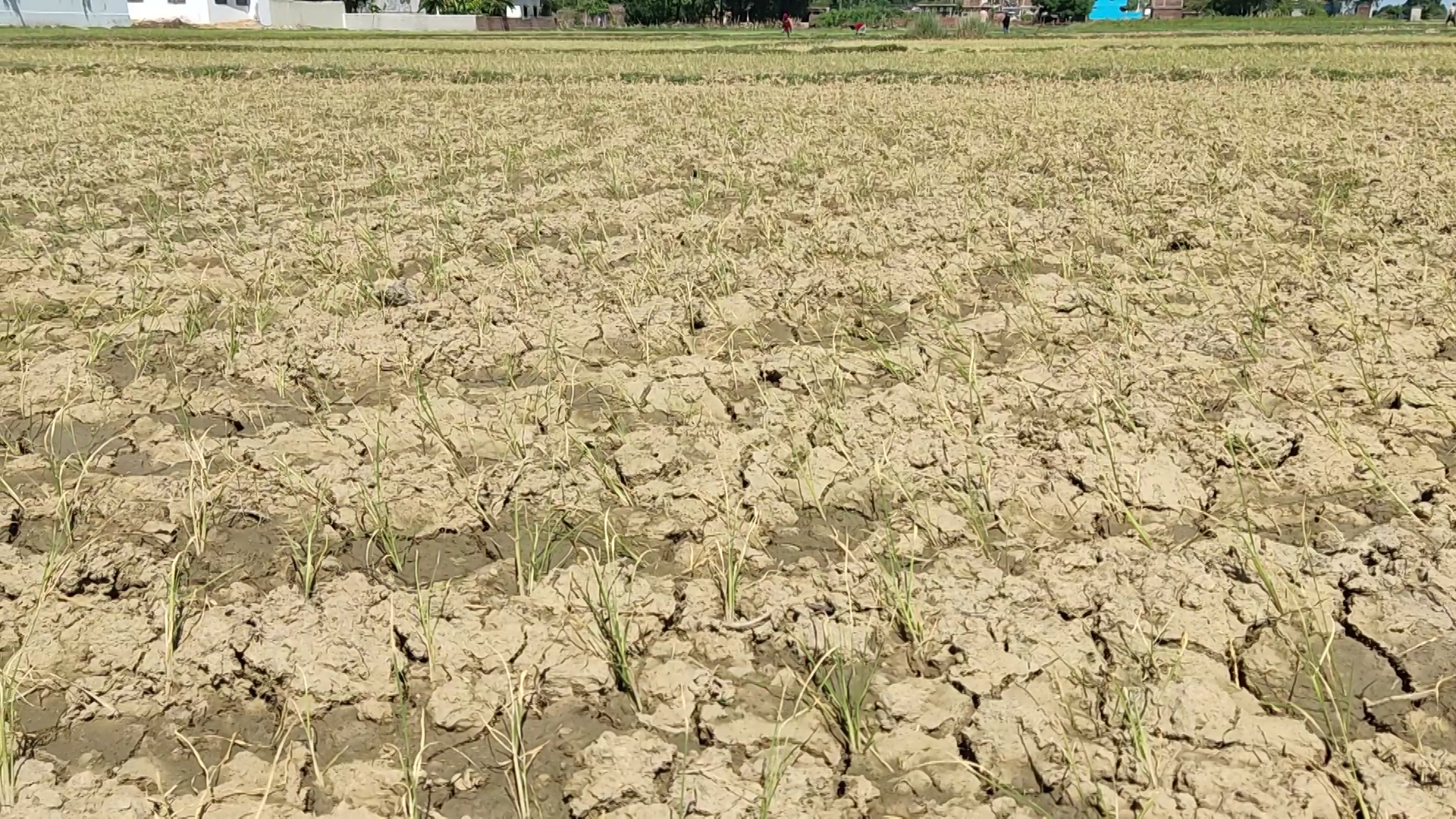 पानी नपरेपछि बाँकेमा रोपेको धान सुक्यो