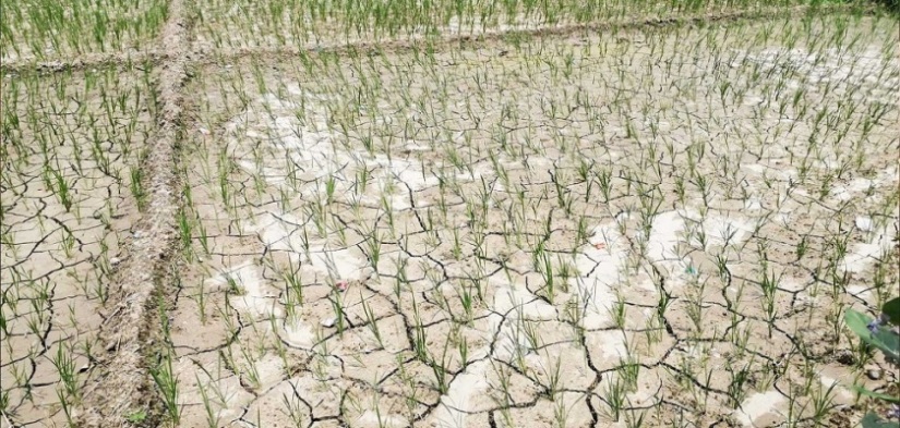 बाँकेमा पर्याप्त पानी नपर्दा अझै रोपाइँ सकिएन