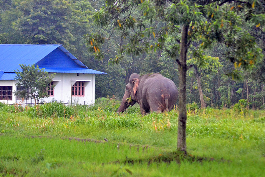 कञ्चनपुरमा हात्ती भगाउन रातभर जाग्राम