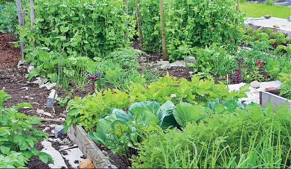 सिन्धुपाल्चोकका किसानलाई तरकारीले बनायो आत्मनिर्भर