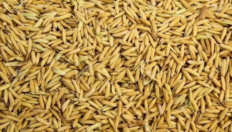 बागमती प्रदेशमा धान उत्पादन वृद्धि