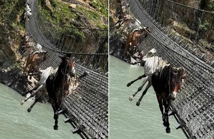 झोलुंगे पुलको लठ्ठा चुँडिन पुग्दा १४ वटा खच्चड पुलमै अड्किए