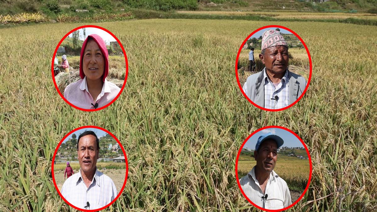 खोकनाका किसानलाई धान भित्र्याउने चटारो: उत्पादन क्षेत्रलाई आवास क्षेत्र बनाएको गुनासो