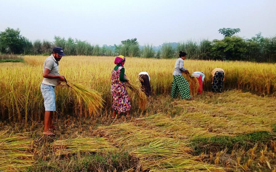 कर्णालीमा धान उत्पादन बढ्यो
