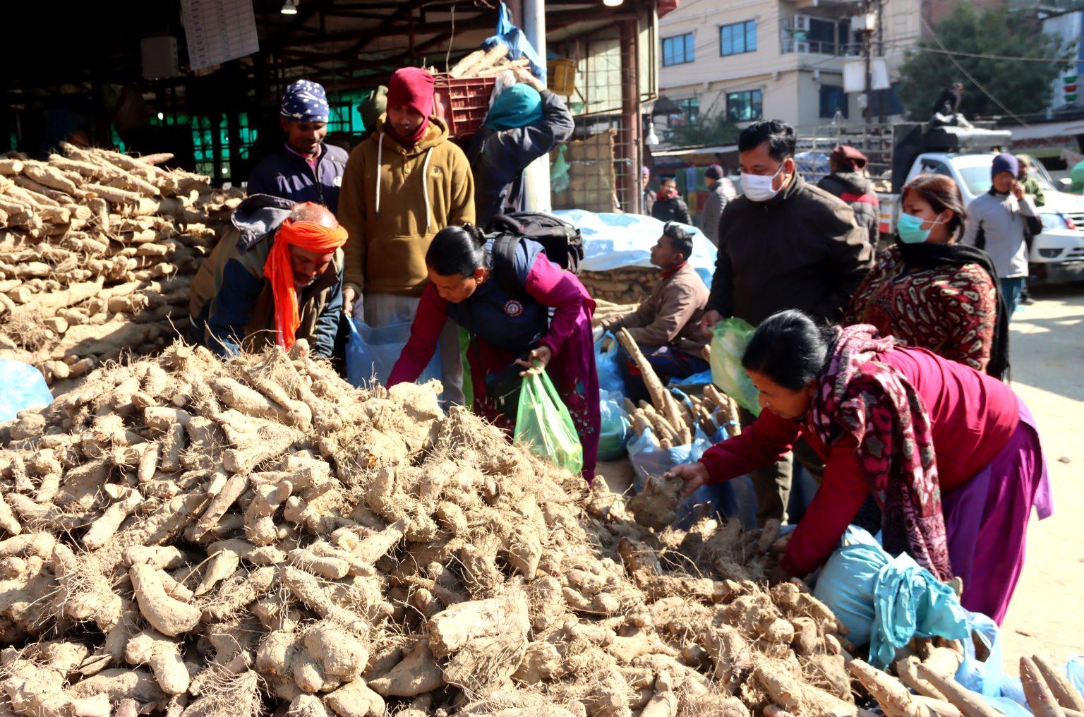 माघे संक्रान्तिका लागि कालीमाटीमा तरुल किन्नेको भीड