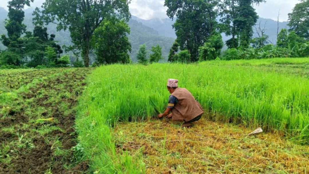 डोटीमा पानी नपर्दा  बीउ काट्दै किसान,  मुख्यमन्त्रीलाई खुला पत्र