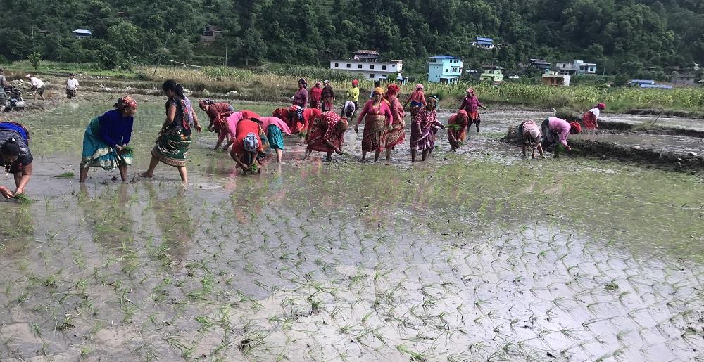 खडेरीले रोपाइँ प्रभावितः  मध्य असारसम्म ३८ प्रतिशत