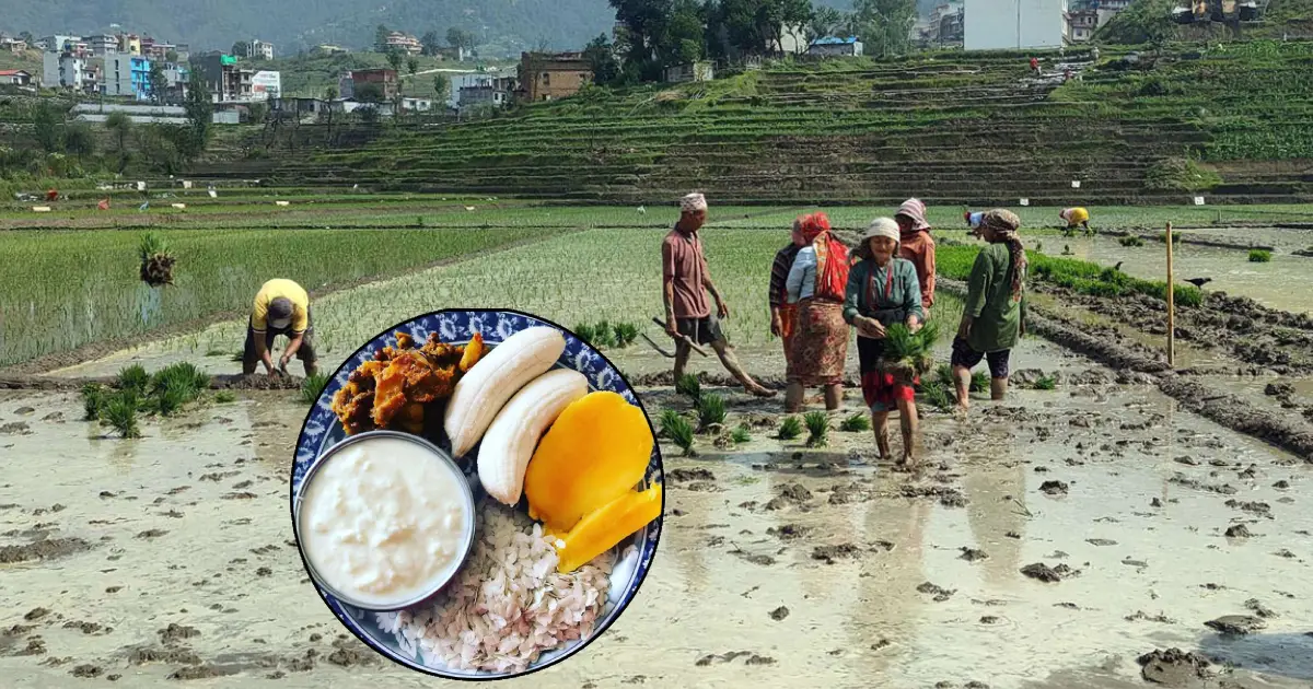 असार १५: धान दिवससहित दही चिउरा खाएर मनाइँदै