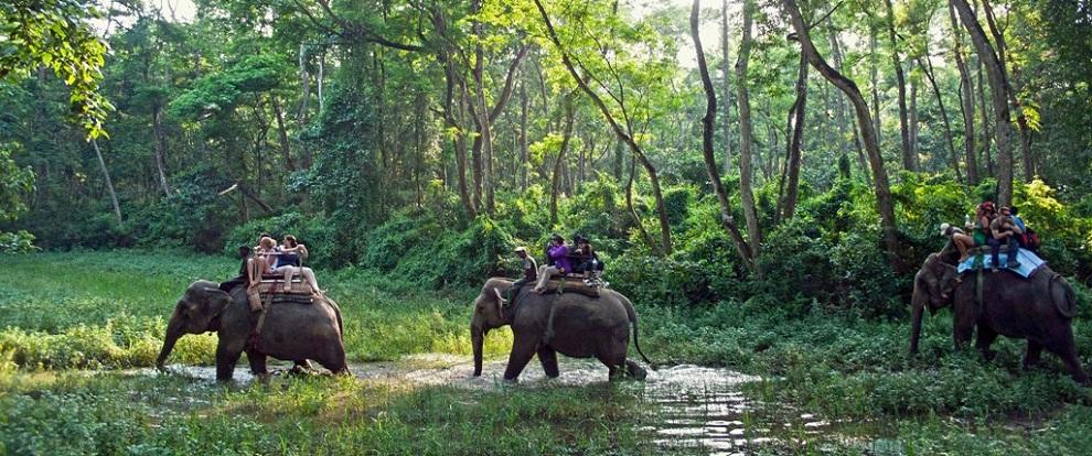 आजदेखि निकुञ्जमा व्यावसायिक सफारी सेवा बन्द