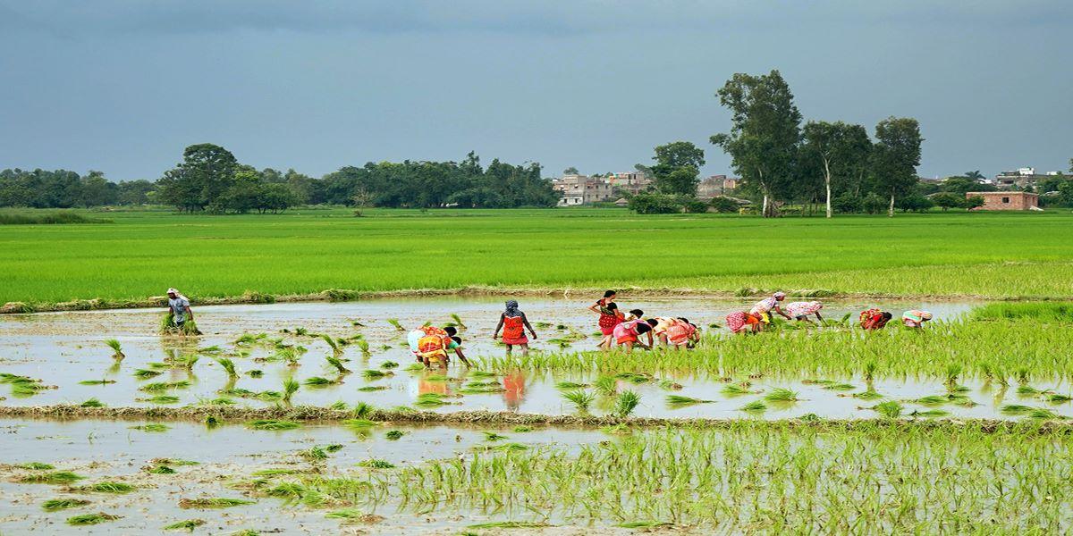 देशभर ५० प्रतिशत धान रोपाइँ सम्पन्न